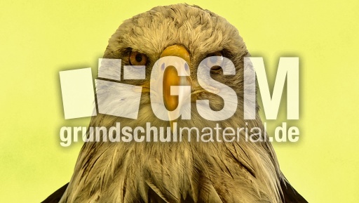 Weißkopf-Seeadler (12).jpg